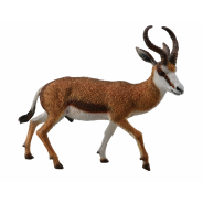 Springbok