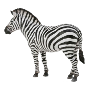 Common Zebra Large