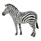 Common Zebra Large